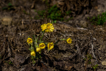 Selective focus photo. Coltsfoot flowers, Tussilago farfara blooming.
