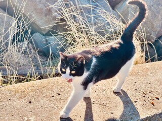 cat walks on the beach