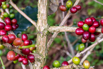 Coffee tree concept. Organic coffee berries beans. Red berry branch. coffee beans on the tree organic farming concept