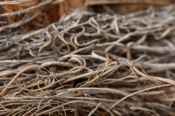 Twisted strands of nature's artistry captured in intricate detail at an outdoor location