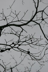 Walnut Branches