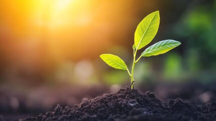 Fresh Green Seedling in Natural Rural Environment