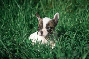 A French Bulldog puppy sits in the grass.