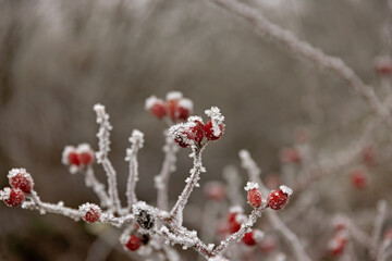 red rose hips on a branch covered with ice crystals in winter