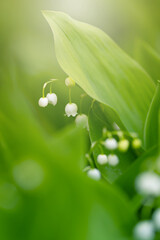 Konwalia majowa, białe kwiaty wiosenne na rozmytym tle, tapeta kwiatowa © anettastar