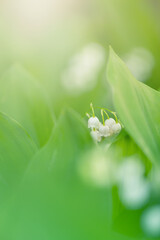 Konwalia majowa, białe kwiaty wiosenne na rozmytym tle, tapeta kwiatowa © anettastar