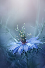 Botaniczny niebieski kwiat, Czarnuszka Damasceńska (Nigella sativa L.), tło kwiatowe, tapeta © anettastar