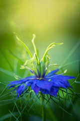 Botaniczny niebieski kwiat, Czarnuszka Damasceńska (Nigella sativa L.), tło kwiatowe, tapeta © anettastar