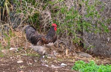 Colorful rooster struts through wild greenery on a sunny afternoon in a rural setting