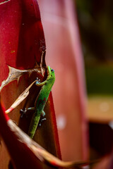 colorful little lizard in a green and pink flowers, Kauai, Hawaii