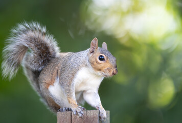 Portrait of a curious grey squirrel standing on a garden fence post