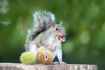 Grey squirrel eating sweet chestnut fruit on a tree stump in autumn © giedriius