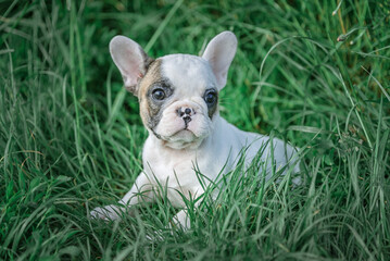 A French Bulldog puppy sits in the grass.