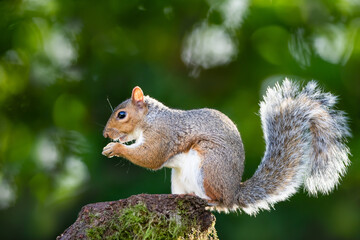Grey squirrel eating nuts on a mossy tree stump