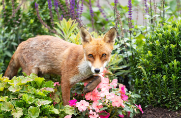 Portrait of a cute red fox cub standing in a flower garden