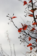 Red Leaves on Spring Branches