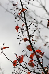 Red Leaves on Spring Branches