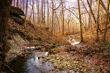 stream in the woods