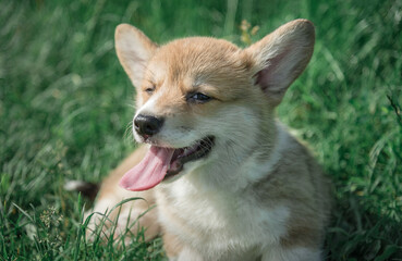 A Pembroke Corgi puppy sits in the grass.