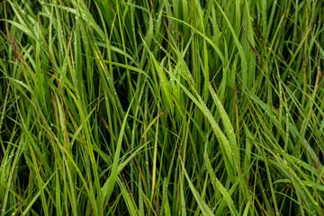 Thick Grass Covered In Rain Drops