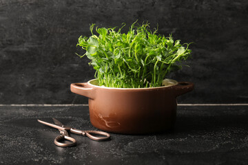 Cooking pot with fresh micro green sprouts and scissors on dark background