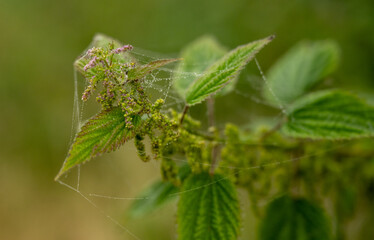 Thin Spider Webs Cover Stinging Nettle Plant