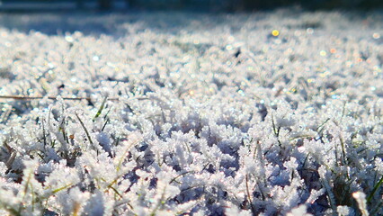 Bodenfrost, Raureif auf Rasen