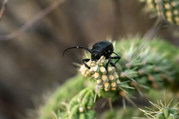 Tip Of Cactus Being Eaten By Cactus Longhorn Beetle