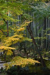 Japan landscape background