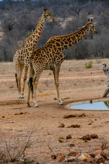 Giraffes in Greater Kruger, South Africa