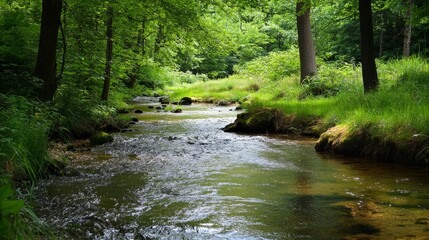 Obraz premium Forest stream flows through lush green banks.