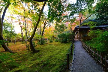 Japan landscape background