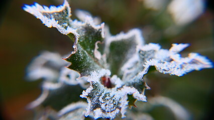 gefrorener Morgentau auf Ilex Blätter