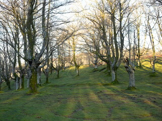 Obraz premium Bosque