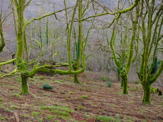bosque de hayas
