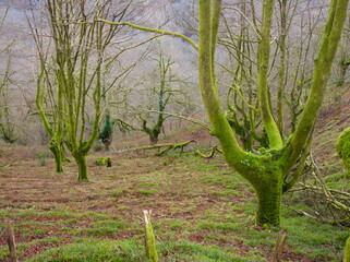 bosque de hayas