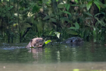 Giant River Otter