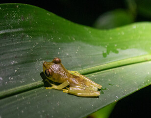 Nymph Tree Frog