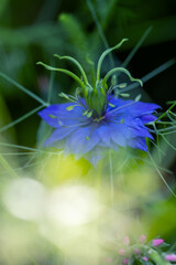Botaniczny niebieski kwiat, Czarnuszka Damasceńska (Nigella sativa L.), tło kwiatowe, tapeta © anettastar