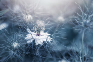 Botaniczny biały kwiat, Czarnuszka Damasceńska (Nigella sativa L.), tło kwiatowe, tapeta © anettastar