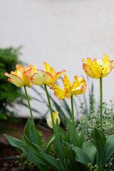 Żółte kwiaty, tulipany papuzie, ogród botaniczny, tło kwiatowe, tapeta © anettastar