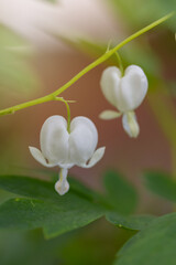 Białe kwiaty, serduszka okazała © anettastar