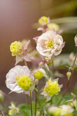 Orliki (Columbine flowers), różowe kwiaty wiosenne, flora, tapeta kwiatowa, tło © anettastar