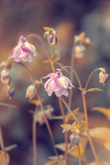 Orliki (Columbine flowers), różowe kwiaty wiosenne, flora, tapeta kwiatowa, tło © anettastar