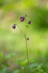 Orliki (Columbine flowers), różowe kwiaty wiosenne, flora, tapeta kwiatowa, tło © anettastar