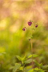 Orliki (Columbine flowers), różowe kwiaty wiosenne, flora, tapeta kwiatowa, tło