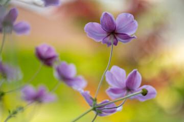 Różowe zawilce botaniczne na rozmytym tle, kwiaty letnie, tapeta kwiatowa  © anettastar