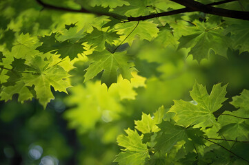 Tree Leaves, Brunch Natural Background