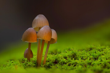 Artistic mushroom photo. Mysterious creatures of nature, mushrooms. Natural background.
