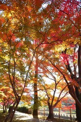 japan landscape background amazing wallpaper